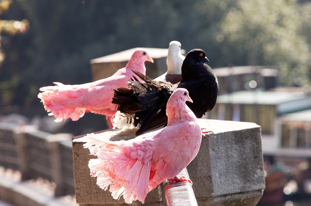 快乐
